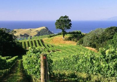 Back country, off the beaten track, boutique vineyards on Waiheke Island