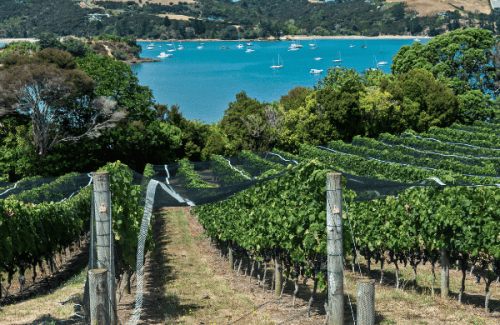 waiheke-island_blog